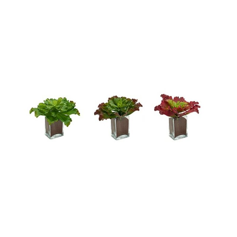 Image secondaire de Plante décorative Volets Grand Bicolore Plastique 31 x 24 x 31 cm (6 Unités)