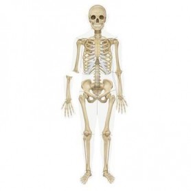 Jeu éducatif squelette humain phosphorescent 4M