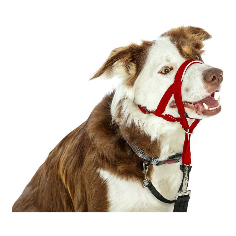 Image secondaire de Collier d'entraînement pour chiens Company of Animals Halti Muselière (31-40 cm)