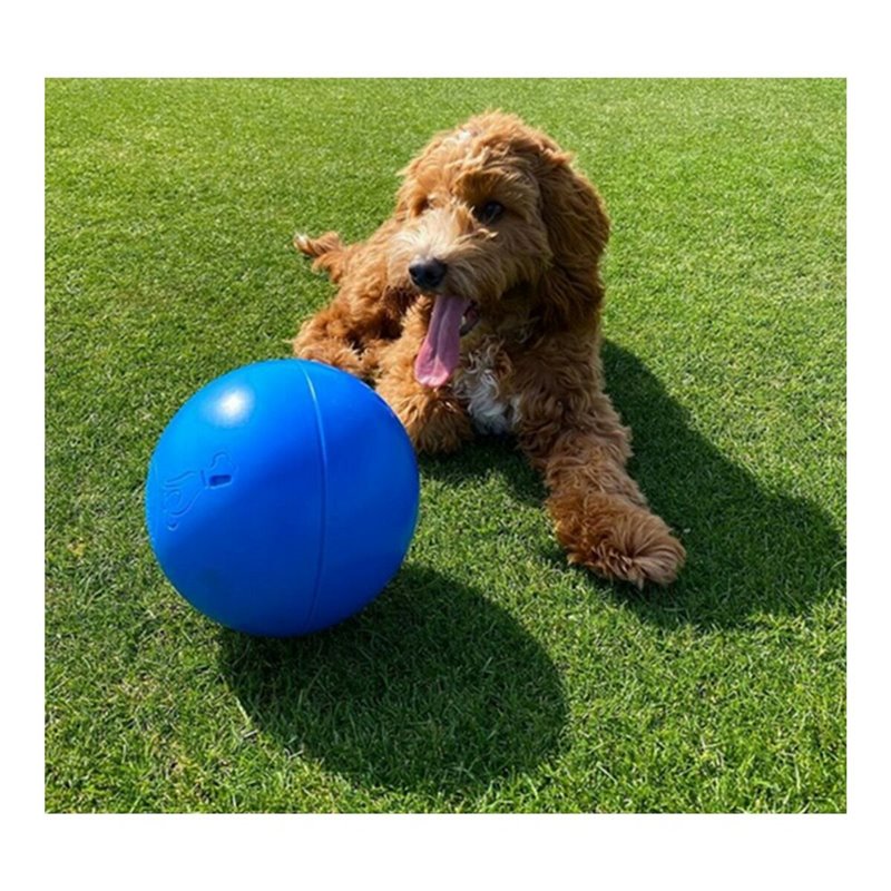 Image secondaire de Jouet pour chien Company of Animals Boomer Bleu (250mm)