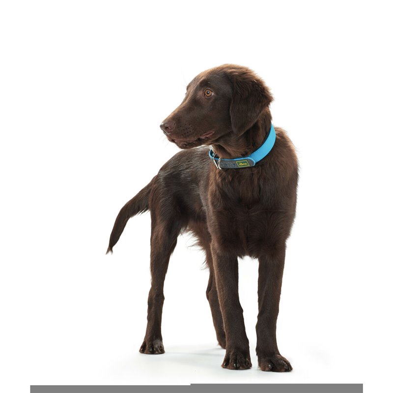 Image secondaire de Collier pour Chien Hunter Convenience Turquoise (38-46 cm)