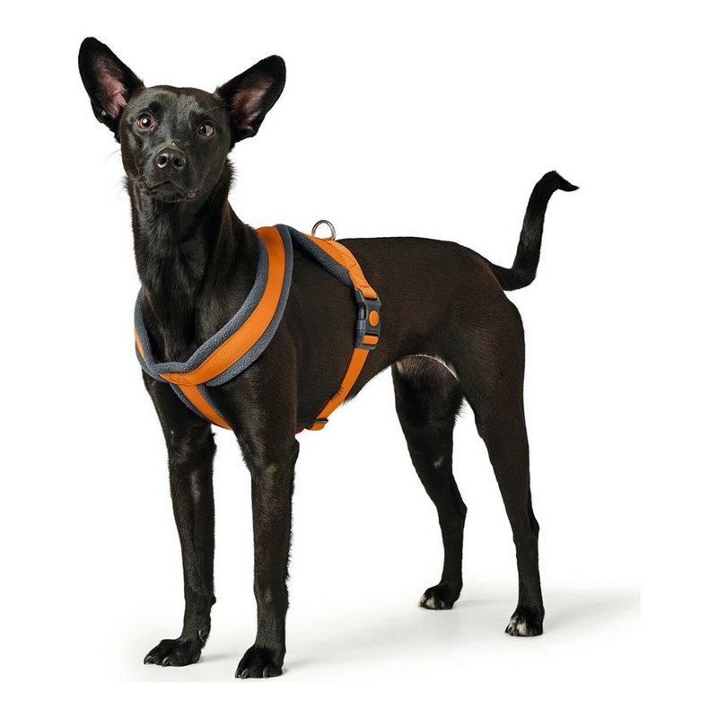 Image secondaire de Harnais pour Chien Hunter London Comfort Orange S/M 52-62 cm