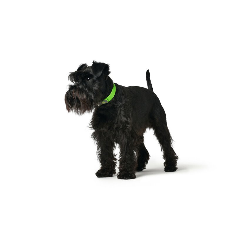 Image secondaire de Collier pour Chien Hunter Convenience 23-31 cm Vert XS/S