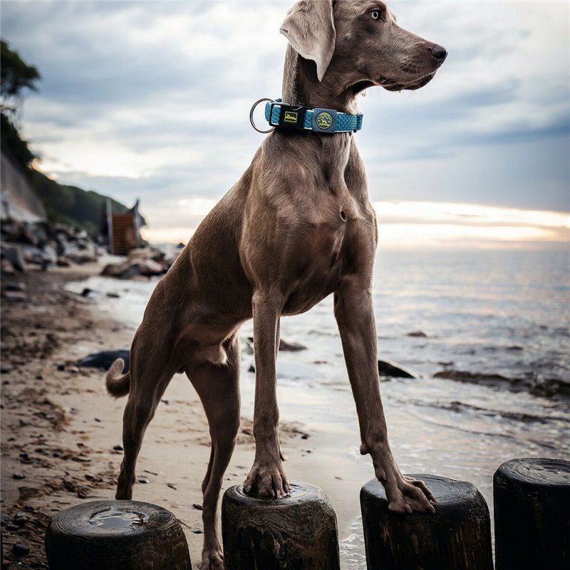 Image secondaire de Collier pour Chien Hunter Plus Fil turquoise Turquoise Taille XL (45-70 cm)