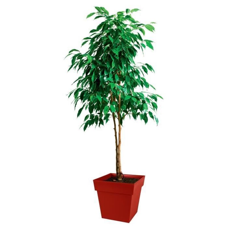 Image secondaire de Pot de fleur carré Toscane - EDA PLASTIQUE - Rouge rubis - 38 L - 39x39xH39cm