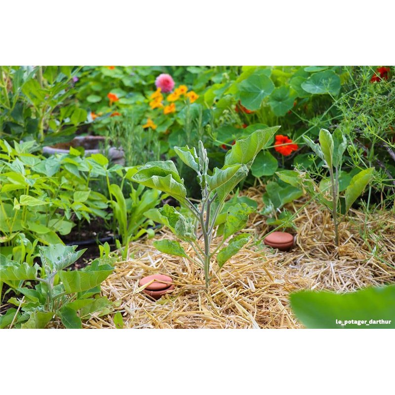 Image secondaire de OYAS® A ENTERRER Taille M – 1,5L – BACS Potager-Pots-MASSIFS-OLLAS Terre Cuite – Fabrique en France. Solution d'irrigation écolo