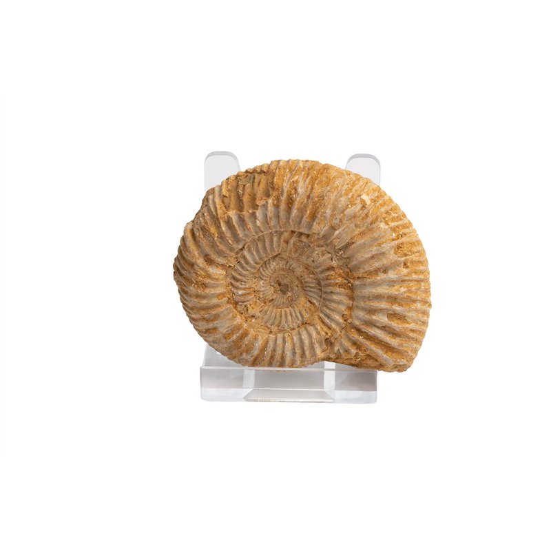 Image secondaire de Véritable ammonite malgache dans un coffret cadeau avec support – 160 millions d'années