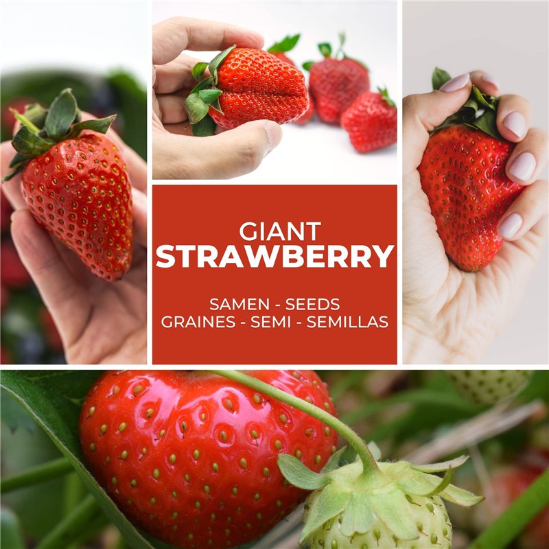 Image secondaire de SEMENCES DE FRAISES GÉANTES