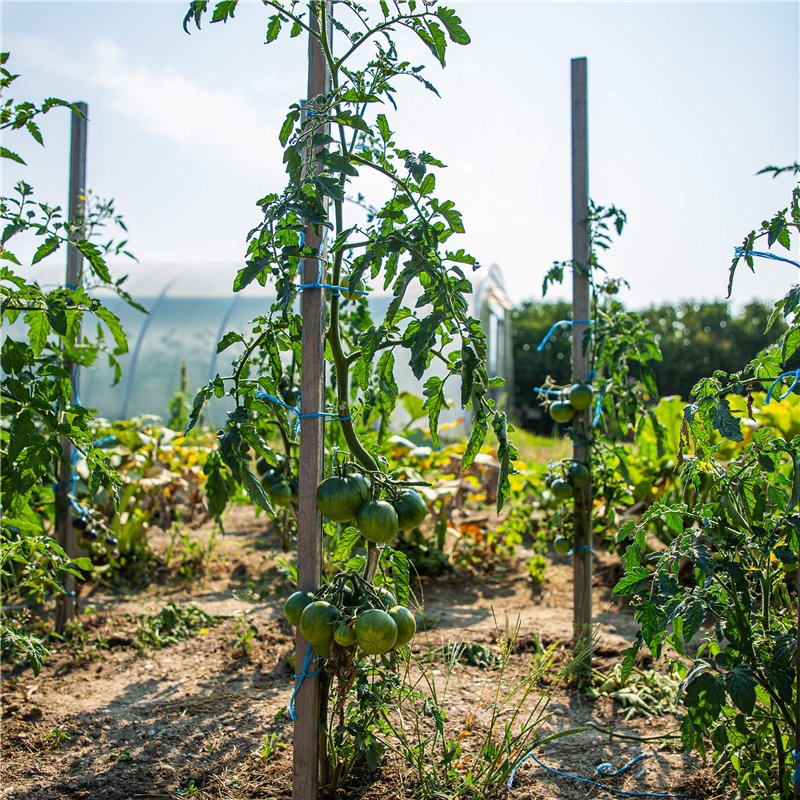 Image secondaire de Kit de graines de tomates: lot de 8 variétés de semences de tomate pour le jardin et le potager intérieur - Variétés aromatiques